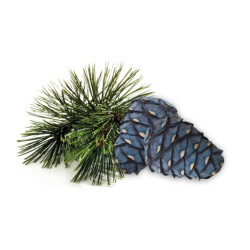 Συμπύκνωμα αρώματος σάουνας HARVIA, πεύκο arolla 1 λίτρο 