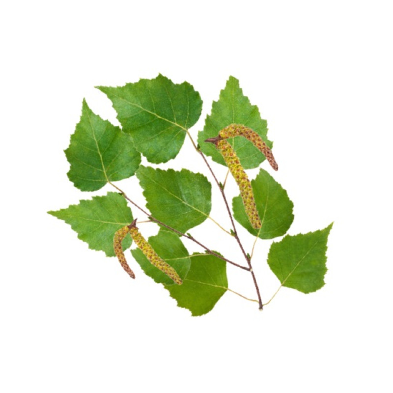 Συμπυκνωμένο άρωμα σάουνας HARVIA, σκανδιναβική σημύδα 1 λίτρο