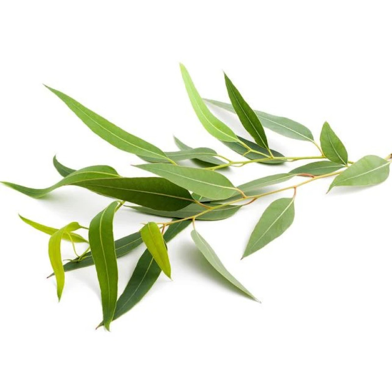 Συμπυκνωμένο άρωμα σάουνας ατμού SENTIOTEC, ευκάλυπτος 5 λίτρα