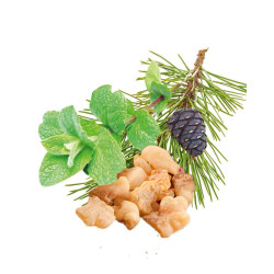 HARVIA συμπύκνωμα αρώματος σάουνας, μέντα, πεύκο, λιβάνι και μύρο 1 l  HARVIA συμπύκνωμα αρώματος σάουνας, μέντα, πεύκο, λιβάνι και μύρο 1 l